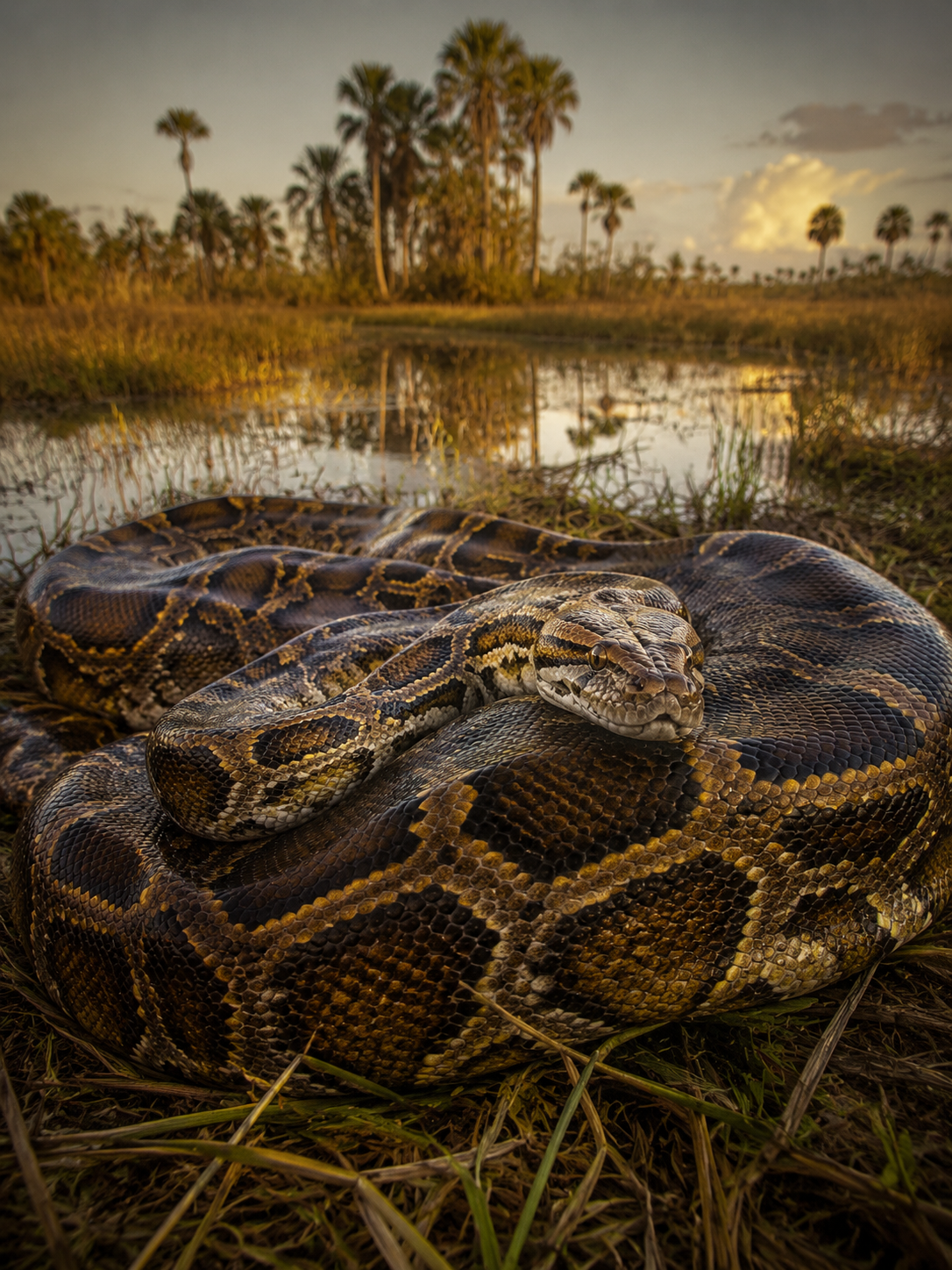Florida Pays People to Hunt Pythons. One Man Caught 96 in 10 Days. — episode cover art