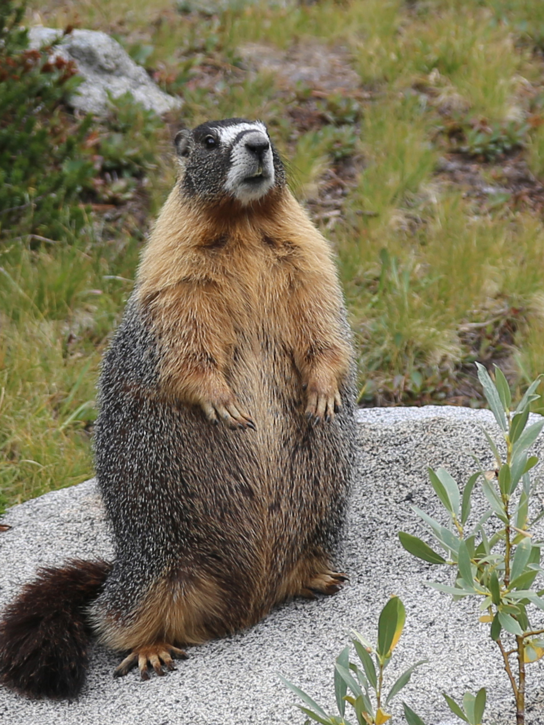 A 64-Year Marmot Study Lost Its Funding. So the Professor Put the Marmots on OnlyFans. — episode cover art
