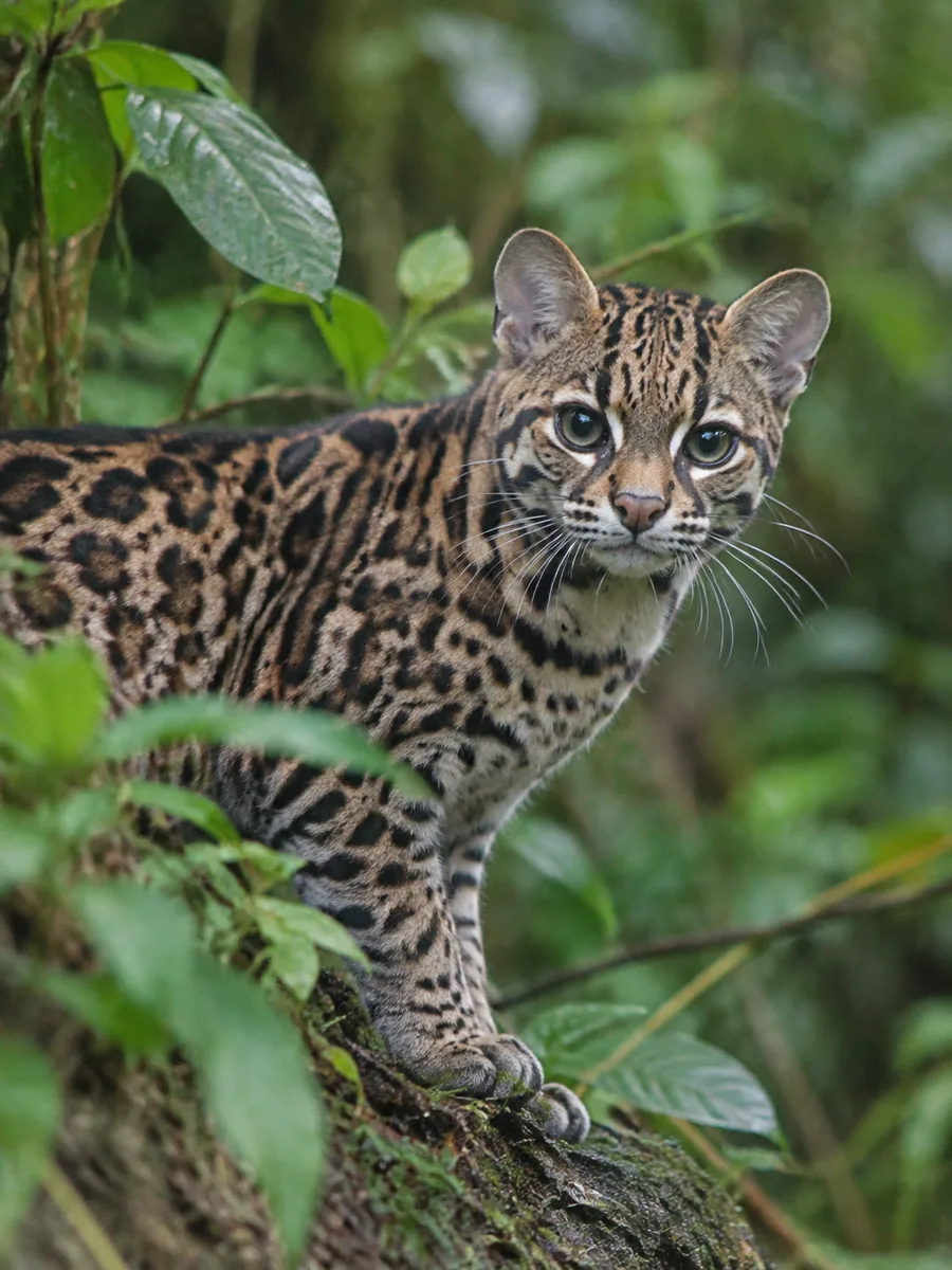 New Wild Cat Species Discovered in Bolivia After 100 Years — The Tilcayo Tiger Cat — episode cover art